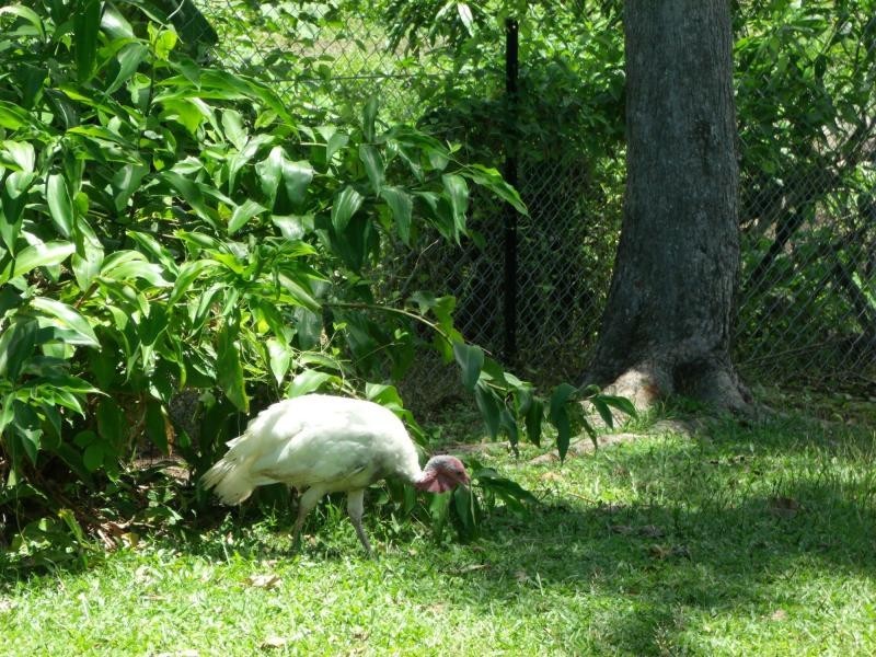 3/15 Seafarer Street, South Mission Beach QLD 4852