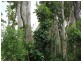 80 Paradise Palm Drive, Tully Heads QLD 4854