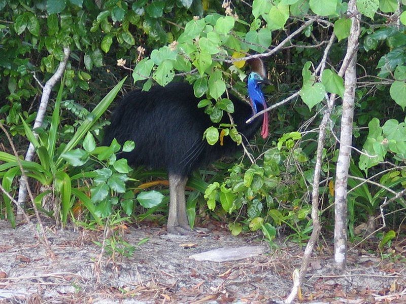 26 Webb Court, Bingil Bay QLD 4852