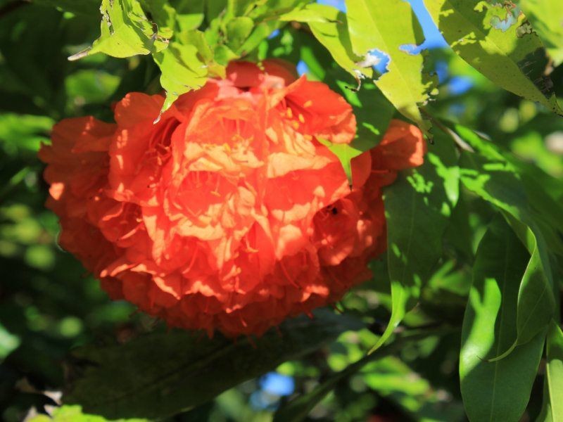 1349a El Arish Mission Beach Road, Mission Beach QLD 4852