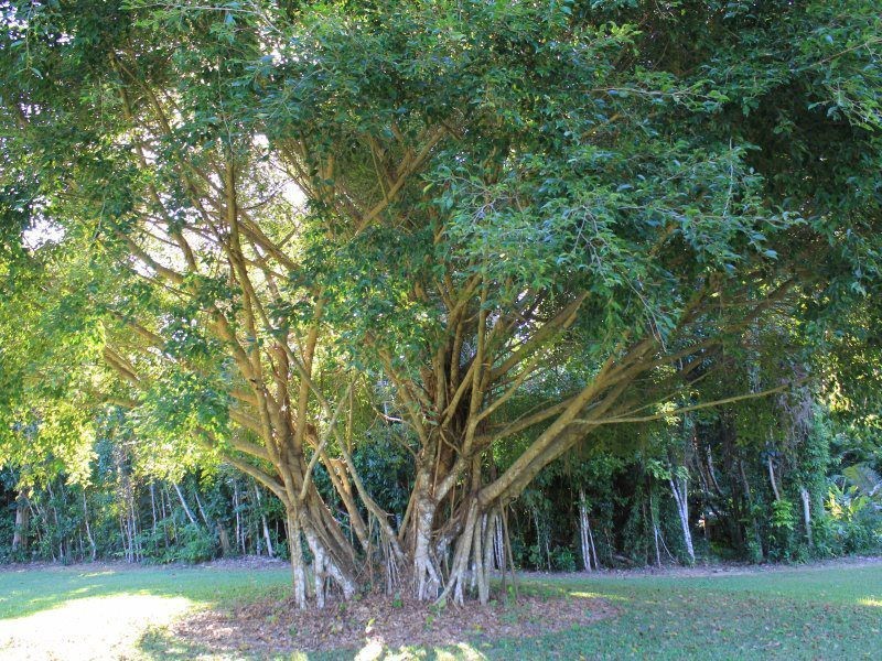 1349a El Arish Mission Beach Road, Mission Beach QLD 4852