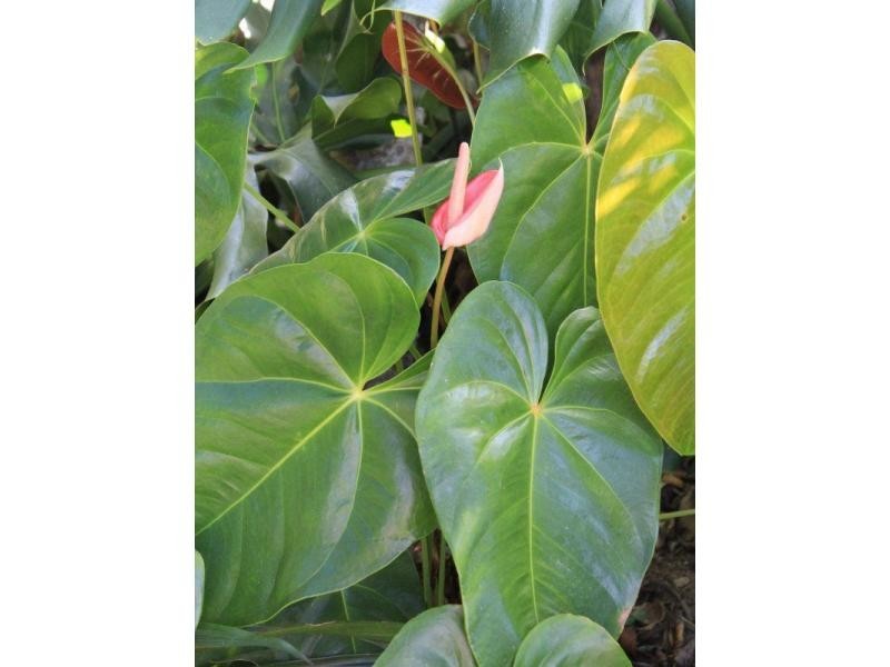 1349a El Arish Mission Beach Road, Mission Beach QLD 4852