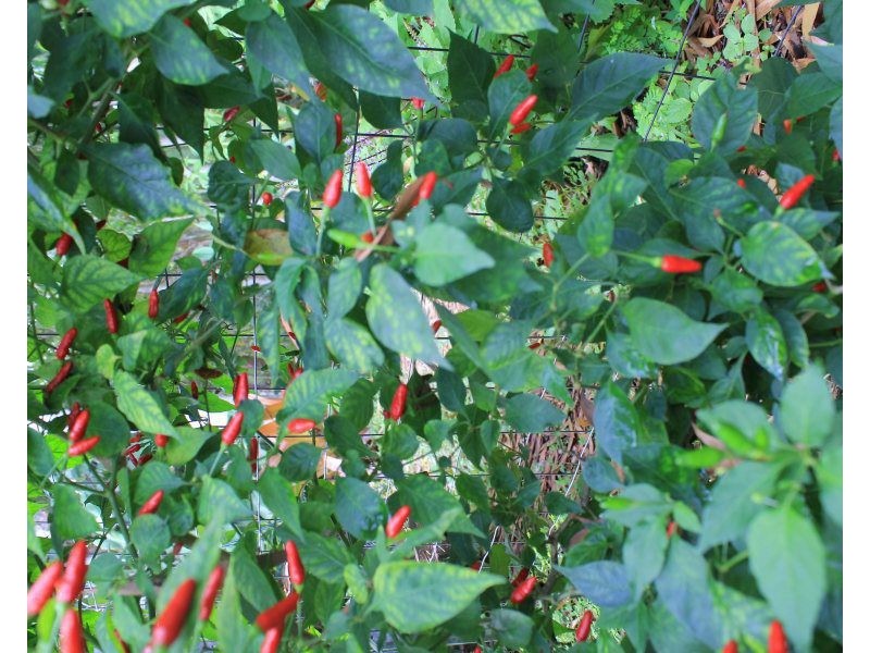 8 Dunkalli Crescent, Wongaling Beach QLD 4852