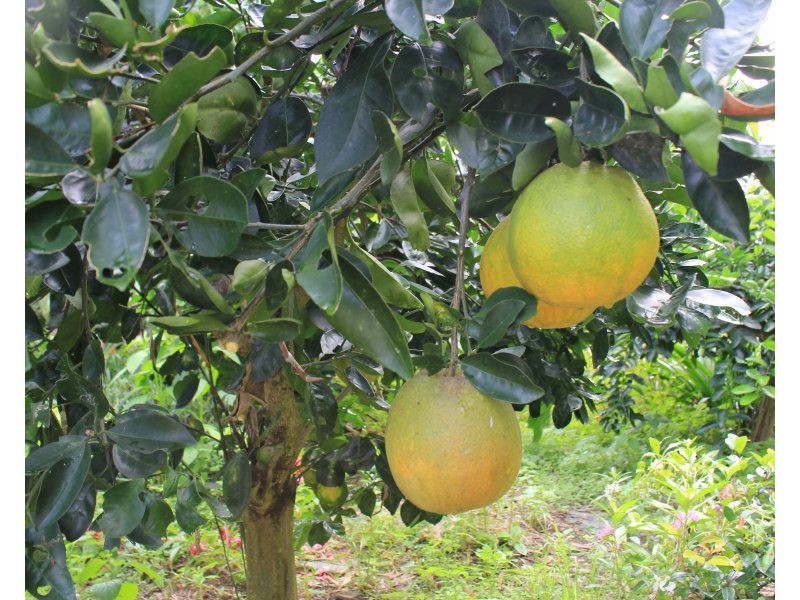 8 Dunkalli Crescent, Wongaling Beach QLD 4852