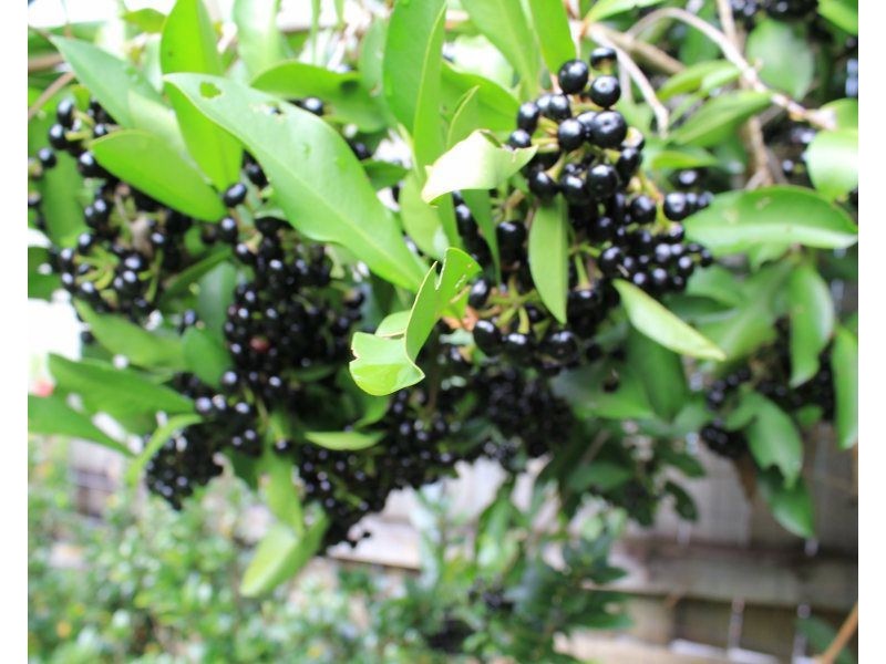 8 Dunkalli Crescent, Wongaling Beach QLD 4852