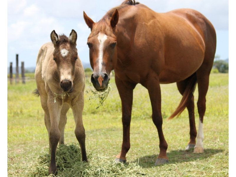 154 Old Tully Road, Tully QLD 4854