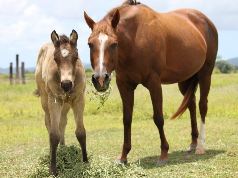 154 Old Tully Road, Tully QLD 4854