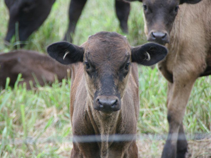 320 Bluff Road, Bilyana QLD 4854