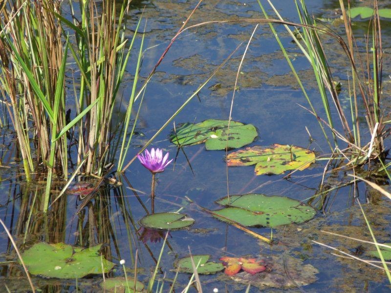 742 East Feluga Road, East Feluga QLD 4854