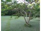Lot 21 Plantation Drive, Bingil Bay QLD 4852