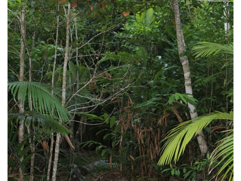 Lot 21 Plantation Drive, Bingil Bay QLD 4852