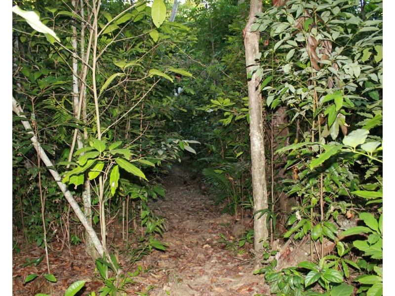 Lot 21 Plantation Drive, Bingil Bay QLD 4852