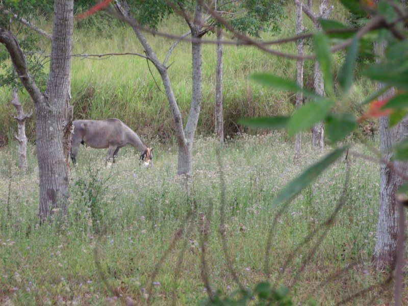 PL11a Boyett Road, Mission Beach QLD 4852