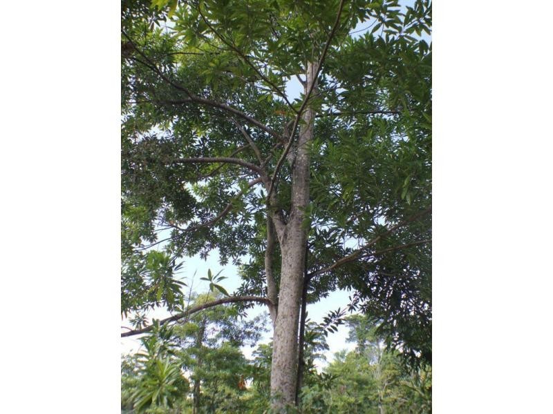 PL11a Boyett Road, Mission Beach QLD 4852