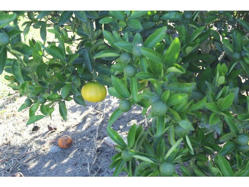 L1 Skardon Road, Birkalla QLD 4854