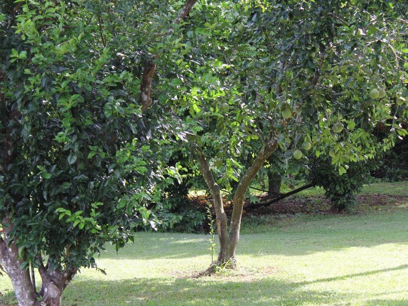 40 Kode Road, Carmoo QLD 4852