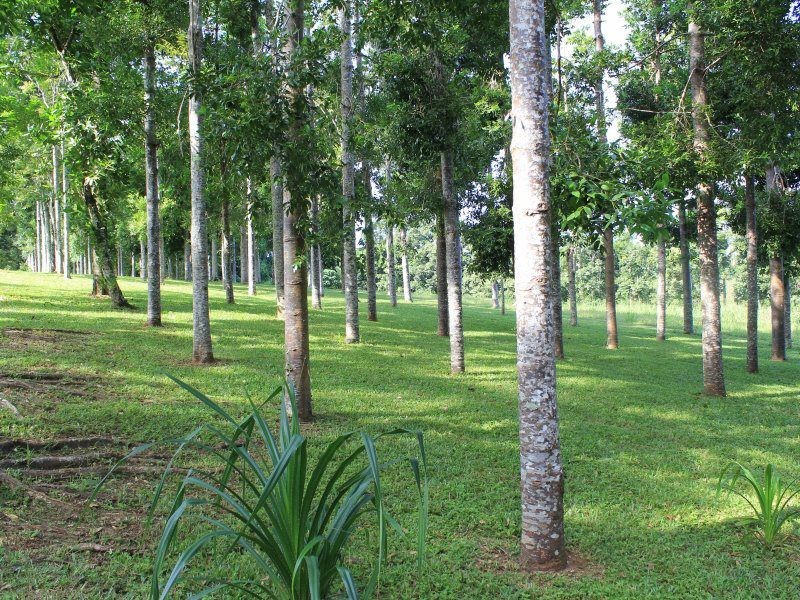 132 Boyett Road, Mission Beach QLD 4852