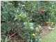 5 Pease Street, Tully QLD 4854