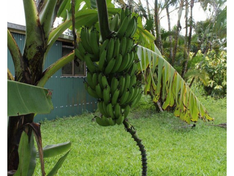 13 Royston Street, El Arish QLD 4855