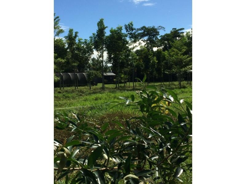 252 East Feluga Road, East Feluga QLD 4854