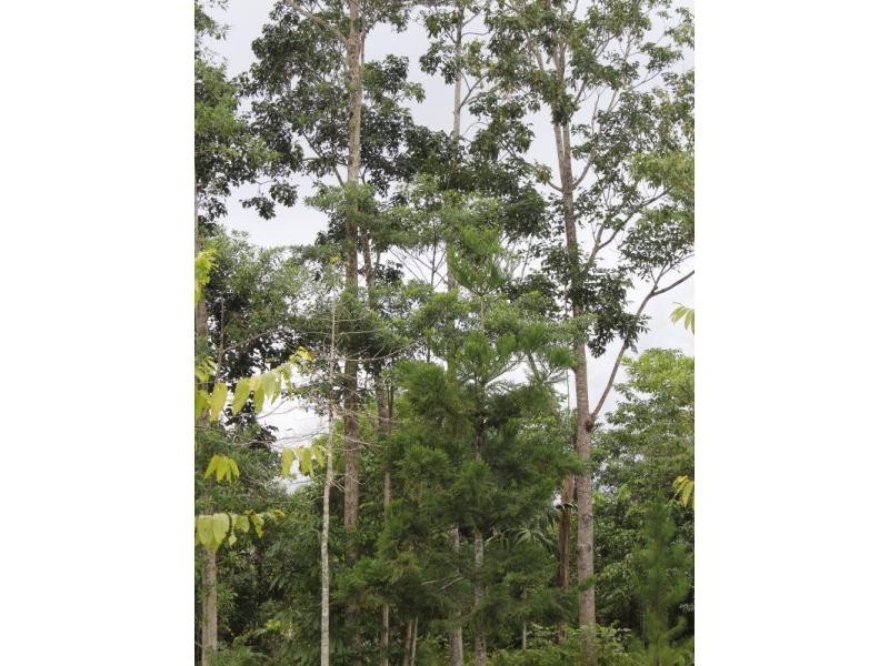 21 Merryburn Drive, Merryburn QLD 4854