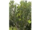 21 Merryburn Drive, Merryburn QLD 4854