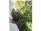 32 Mitchell Street, South Mission Beach QLD 4852