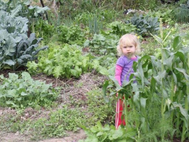 Shell Pocket QLD 4855