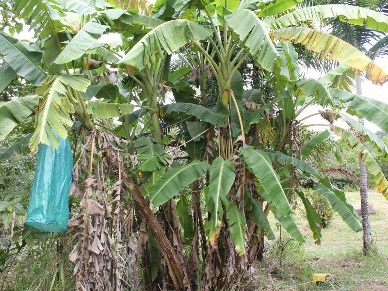 Shell Pocket QLD 4855