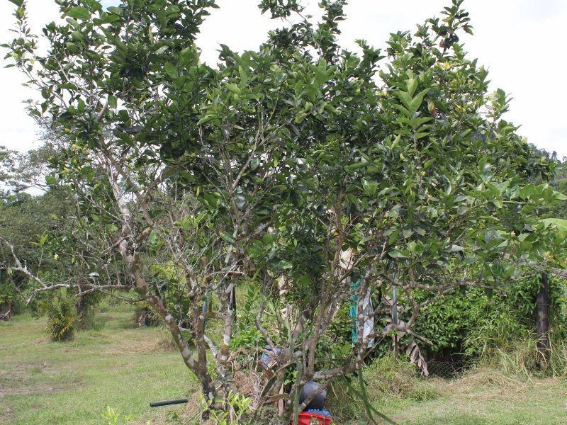 Shell Pocket QLD 4855