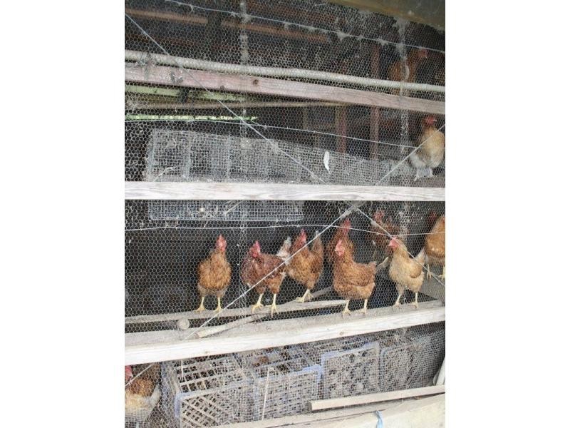 Shell Pocket QLD 4855