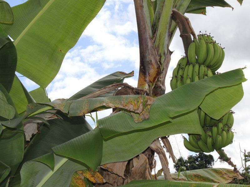 Shell Pocket QLD 4855