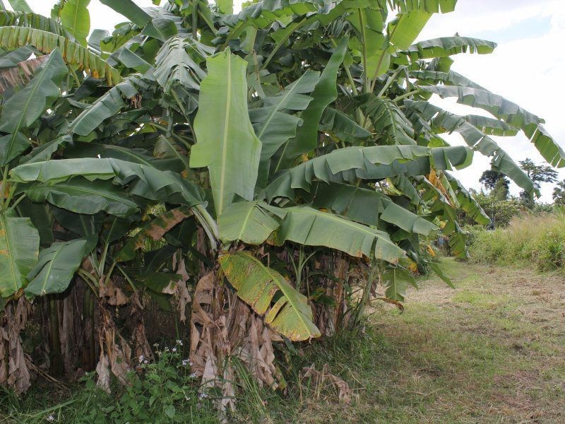 Shell Pocket QLD 4855