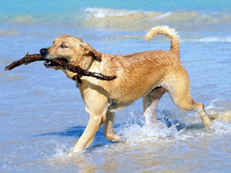 24 Heliconia Court, South Mission Beach QLD 4852