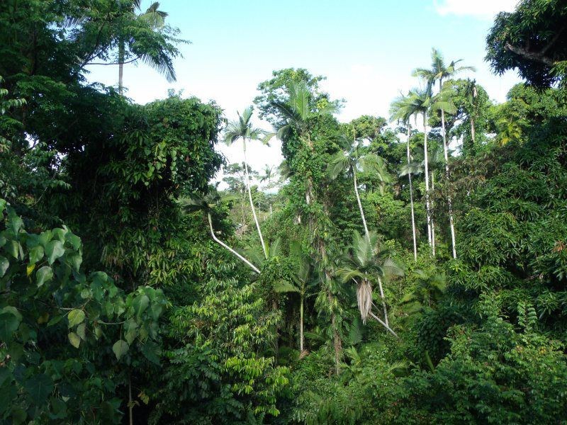 67 Cutten Street, Bingil Bay QLD 4852