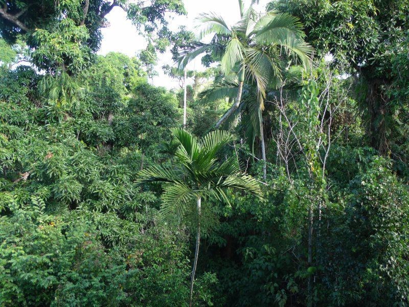 67 Cutten Street, Bingil Bay QLD 4852