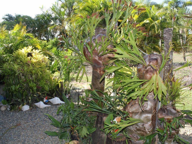 822 East Feluga Road, East Feluga QLD 4854