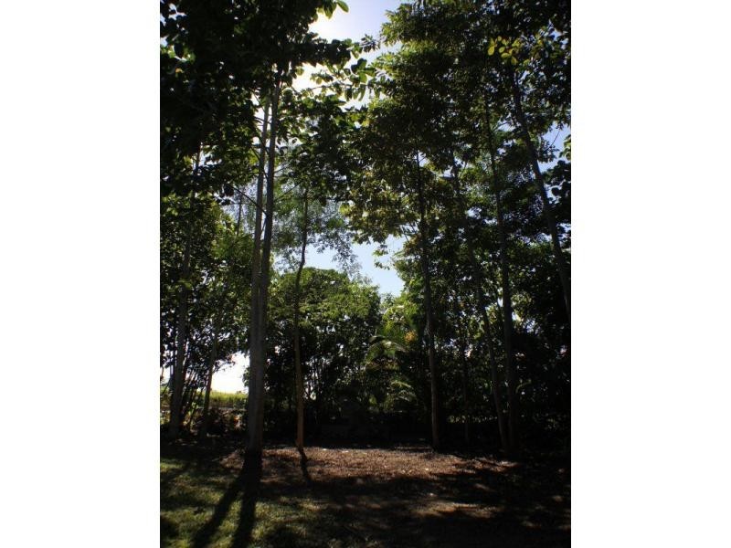 4 Walter Lever Estate Road, Silkwood QLD 4856