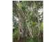 L1 The Esplanade, Bingil Bay QLD 4852