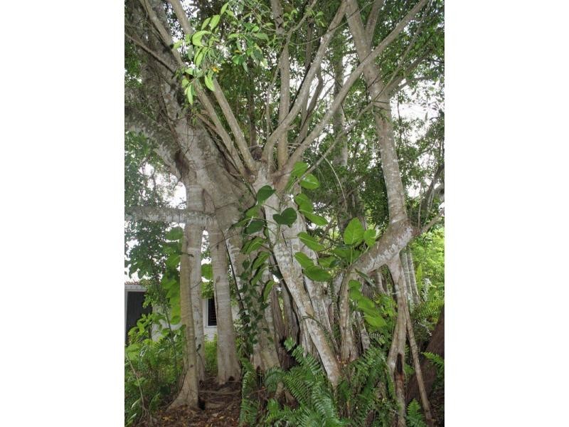 L1 The Esplanade, Bingil Bay QLD 4852