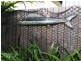 30 Seaview Street, Mission Beach QLD 4852