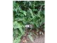 11 Kurrajong Close, Wongaling Beach QLD 4852
