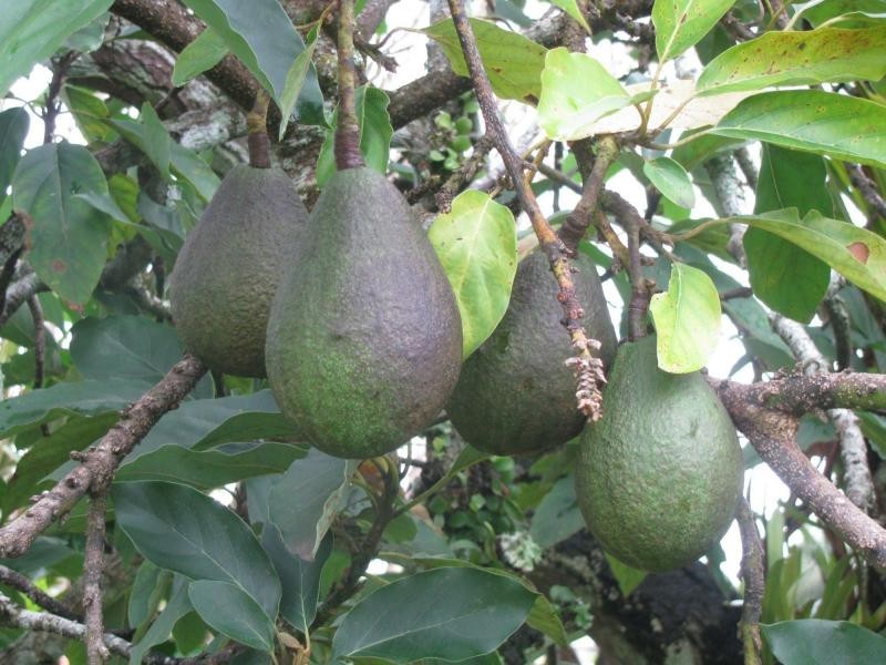 2 Glasgow Street, El Arish QLD 4855