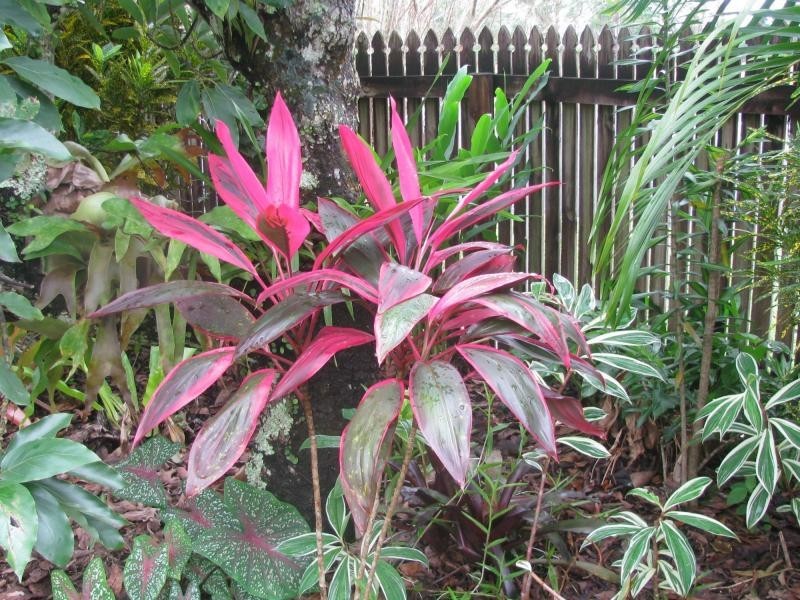 2 Glasgow Street, El Arish QLD 4855