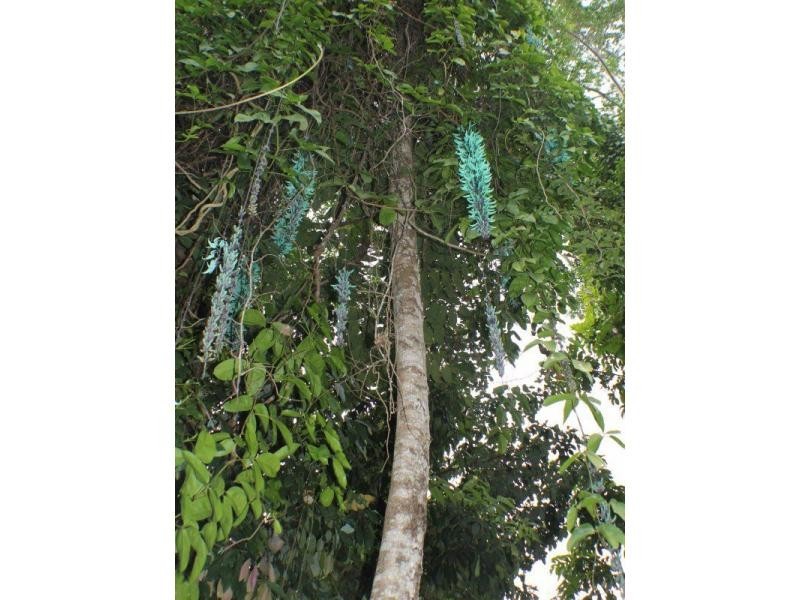 L2 Seres Road, Mena Creek QLD 4871