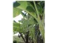 708 East Feluga Road, East Feluga QLD 4854