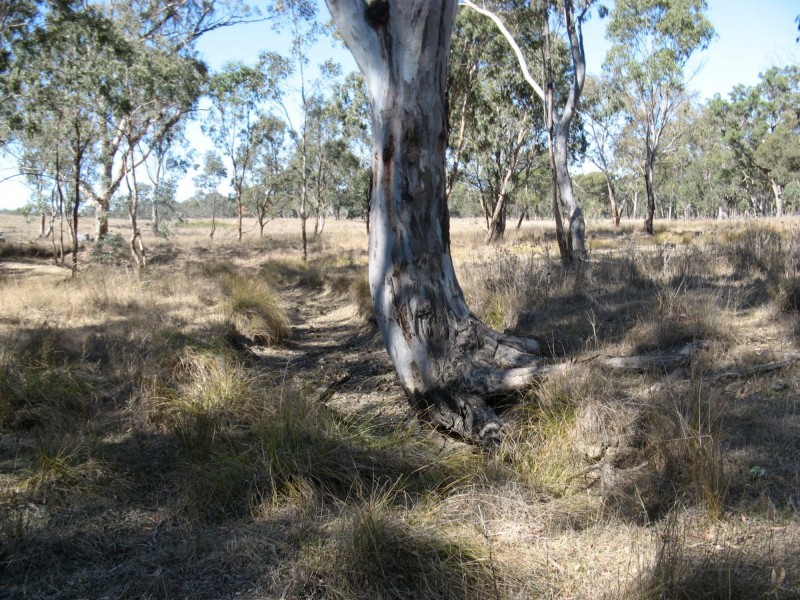 Thane QLD 4370