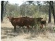 Wheatvale QLD 4370