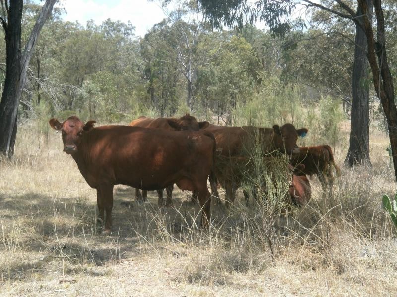 Wheatvale QLD 4370