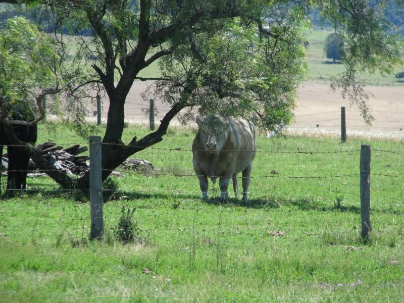 Yangan QLD 4371